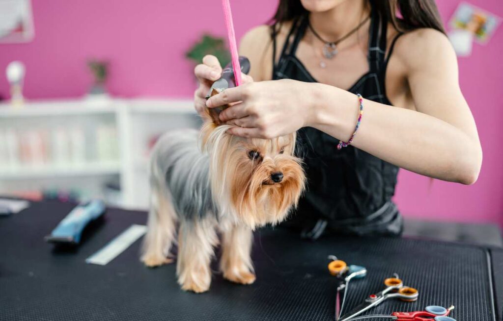 Pet Grooming Salon Name Ideas that Highlight Specialty Services