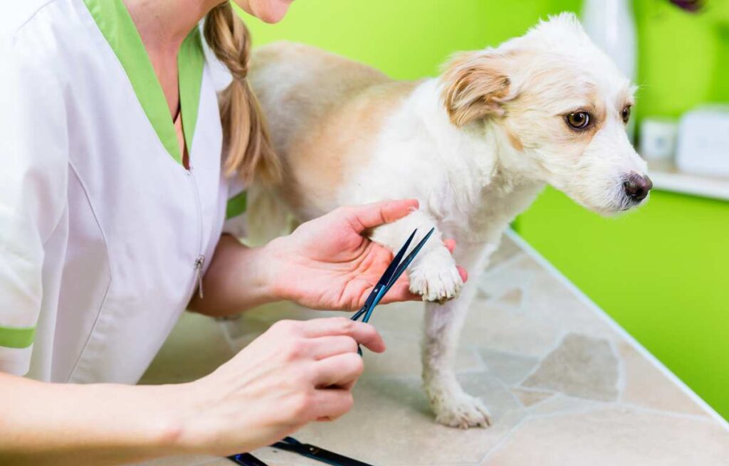 400 Pet Grooming Salon Name Ideas for Your Business 2