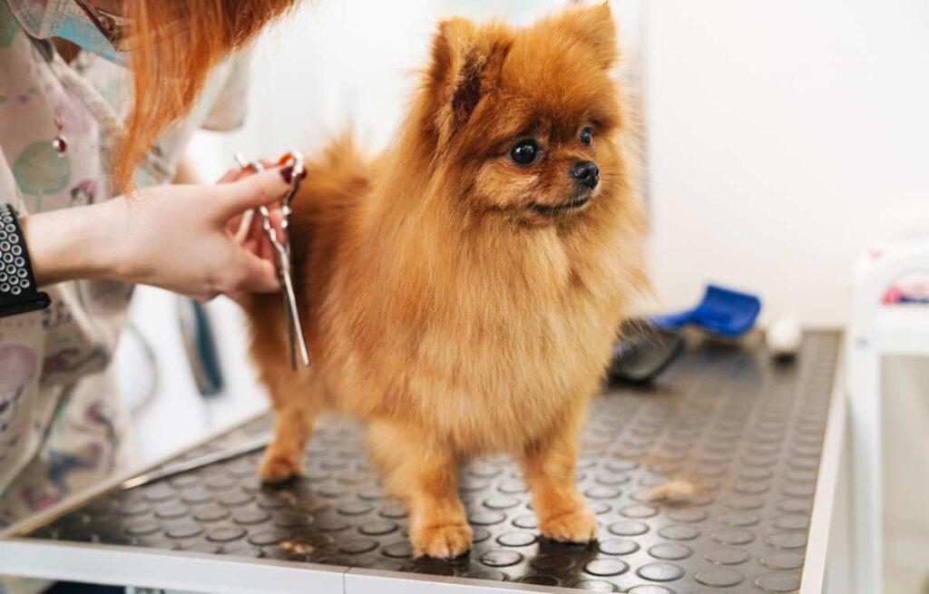 400+ Pet Grooming Salon Name Ideas for Your Business
