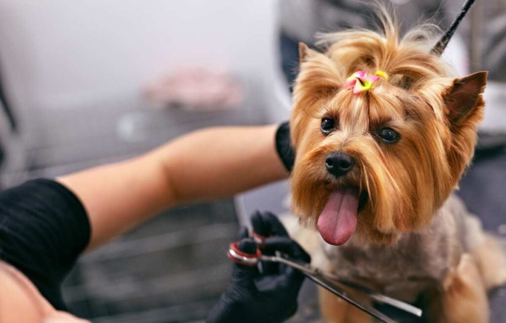 400+ Pet Grooming Salon Name Ideas for Your Business