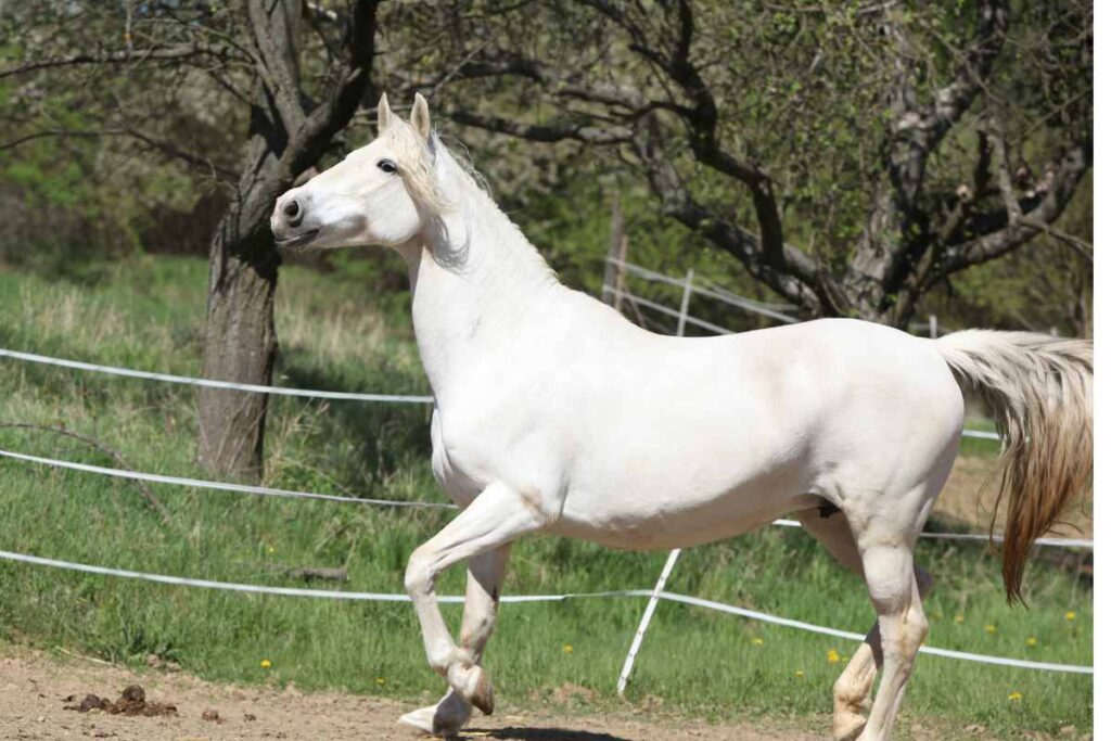 Powerful Female Horse Names Packed With Meaning