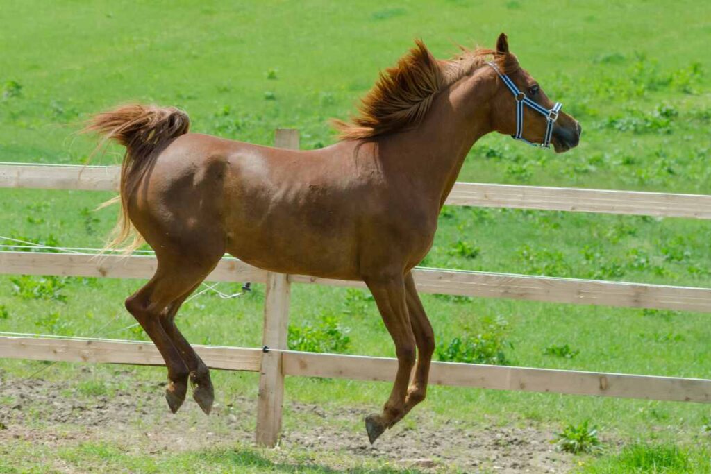450 Powerful Female Horse Names Packed With Meaning