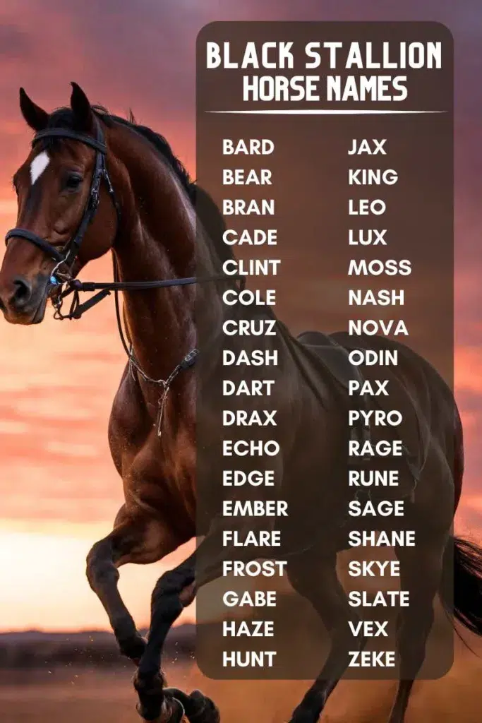 Black Male Horse Names