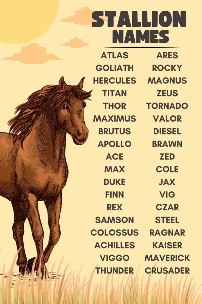 270 Strong and Unique Stallion Horse Names with Meanings