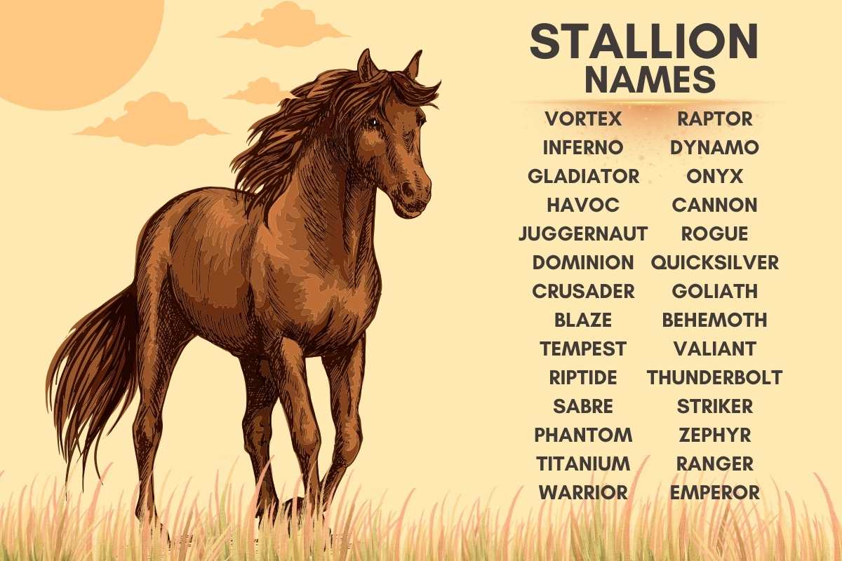 300+ Strong and Unique Male Horse Names with Meanings